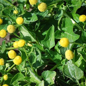 Peut inclure: Gros plan d'une plante avec des feuilles vertes vives et de nombreuses petites fleurs jaunes rondes. Les fleurs ont un aspect texturé en forme de pompon. La plante est mise au point, dans un cadre naturel en extérieur.