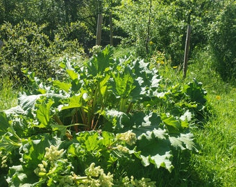 Plant de rhubarbe, plante vivace, légume perpétuel, bio, permaculture, couvre sol, jardin forêt, jardin d'émerveille