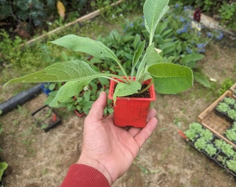 Plan de consoude Bocking 14, couvre sol, plante compagne, jardin forêt, jardin d'émerveille, permaculture, biologique