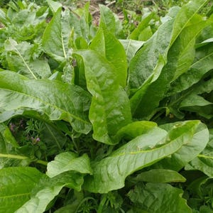 May include: Close-up of a patch of green sorrel plants. The leaves are large, with a vibrant green color and a slightly wrinkled texture. The sorrel is growing in a natural outdoor setting, surrounded by other green plants and grass.