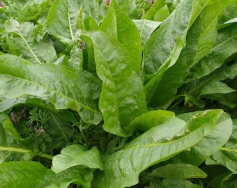 Erica Invernale, Coltivazione E Cura