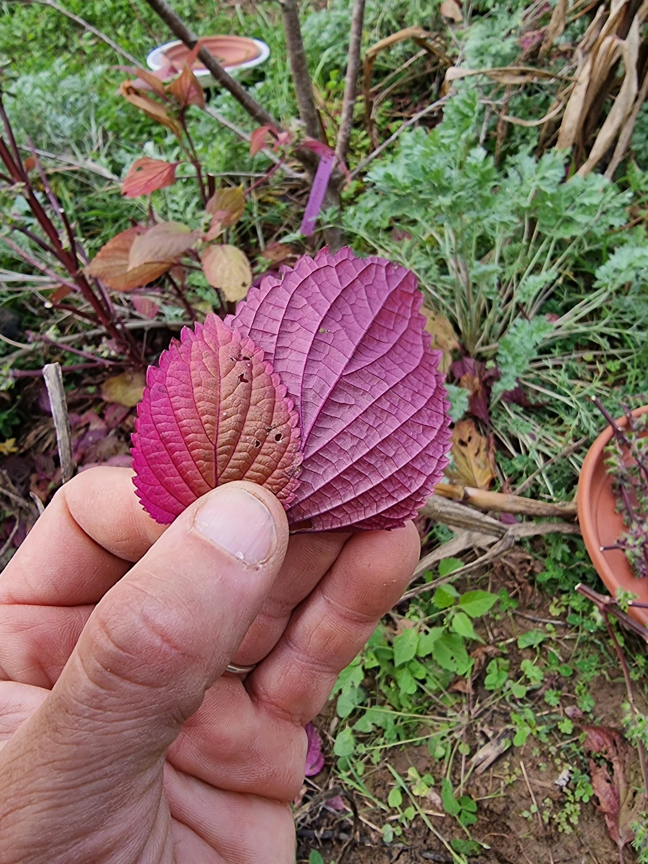 Japanese shiso seeds - Etsy 日本
