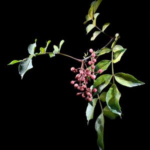 Peut inclure: Gros plan d'une branche de plante avec des feuilles vertes et des grappes de petites baies rondes, rouge-rose, sur fond noir. Les feuilles ont un bord légèrement jauni.