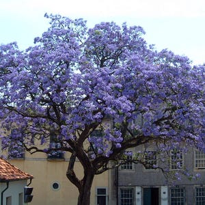 Paulownia-Samen – Schnellwachsender Baum | Waldgarten, Permakultur, schneller Schatten, widerstandsfähiger Baum