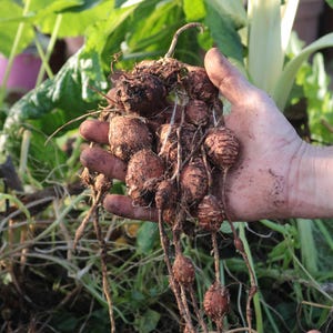 Tubérculos de glicinia tuberosa, Apios americana, hortaliza perenne, jardín, permacultura, agroforestería, jardín forestal