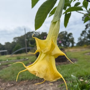 Brugmansia ‘Christine Tonito’ 9” Cutting | Fresh Unrooted Angel Trumpet | Live Plant Cutting