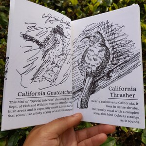 Birds of SoCal 2024 Zine - Chapparal & Grassland Birds