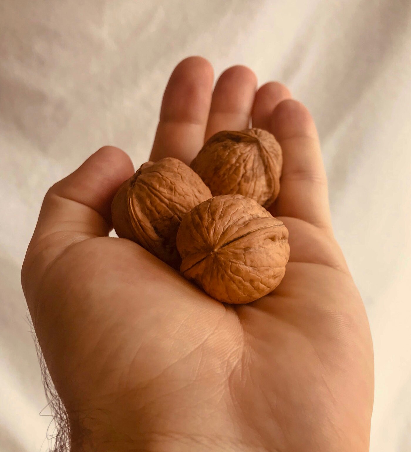 Walnut in Shell, Premium Organic Walnuts in Shell. Etsy
