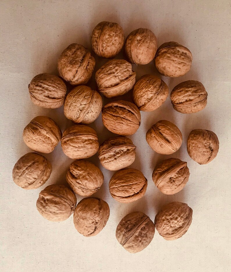 Walnut in Shell, Premium Organic Walnuts in Shell. Etsy