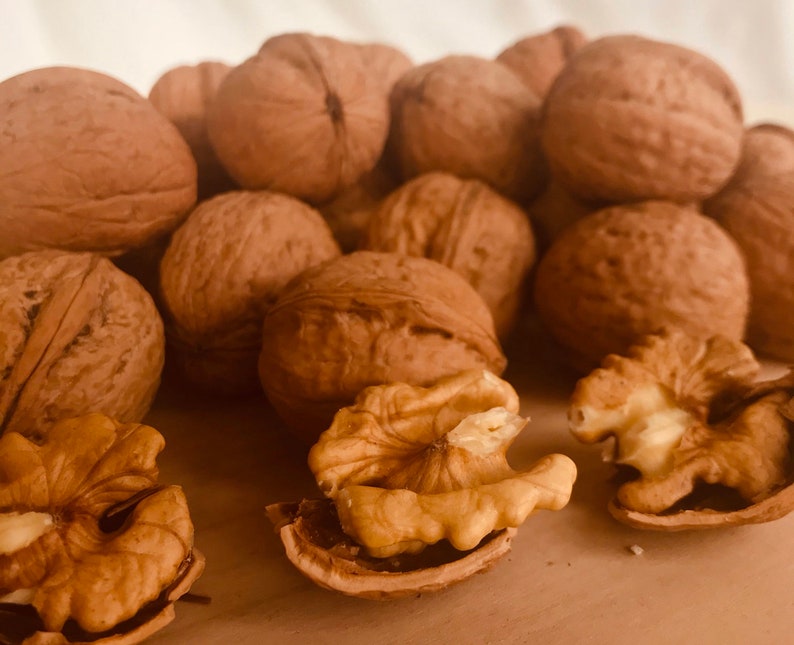 Walnut in Shell, Premium Organic Walnuts in Shell. Etsy