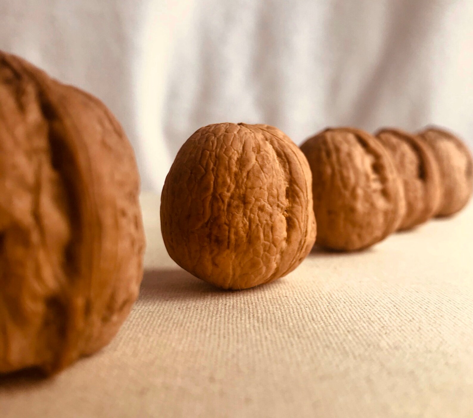 Walnut in Shell, Premium Organic Walnuts in Shell. Etsy