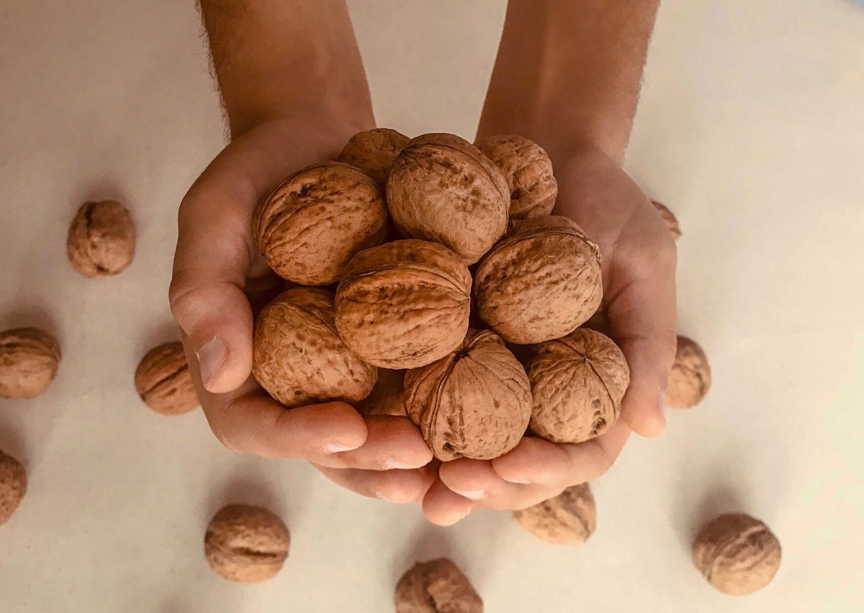 Walnut in Shell, Premium Organic Walnuts in Shell. Etsy