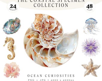 24 especímenes marinos PNG JPG, paquete de curiosidades costeras, colección de conchas de coral, caballitos de mar y nautilos en acuarela, efímeros oceánicos, uso comercial.