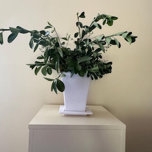 Pode incluir: Um vaso quadrado de cerâmica branca com um prato quadrado a condizer, contendo um arranjo denso de folhas verde-escuras de forma oval e caules finos e ramificados que se estendem para fora a partir do centro do recipiente.