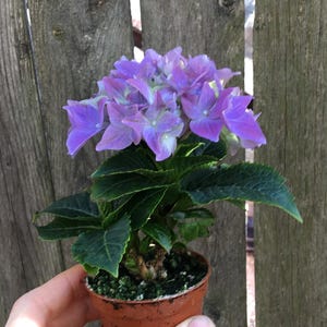 May include: A small potted hydrangea plant with vibrant purple flowers and green leaves. The plant is in a small brown pot, held in a hand, against a weathered wooden fence background. The flowers are in full bloom.