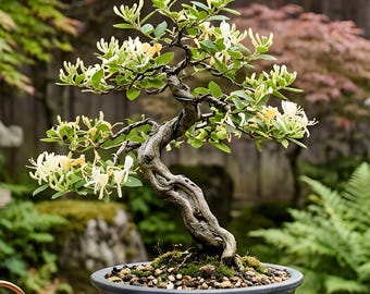 Honeysuckle Rooted Plant Fragrant Blooms, Fast Growing Vine for Bonsai