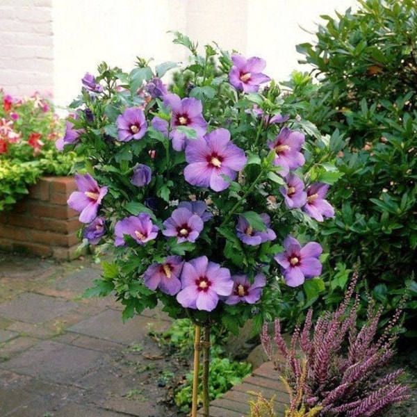 Rose of Sharon Hardy Hibiscus Hibiscus syriacus live plant plug