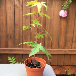 May include: A young maple tree sapling with slender reddish stems and vibrant green, lobed leaves. The plant is potted in a small, round, terracotta-colored plastic container filled with dark potting soil, showcasing a delicate and upright growth.