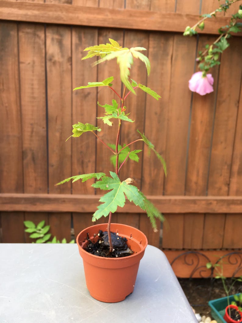 May include: A young maple tree sapling with slender reddish stems and vibrant green, lobed leaves. The plant is potted in a small, round, terracotta-colored plastic container filled with dark potting soil, showcasing a delicate and upright growth.