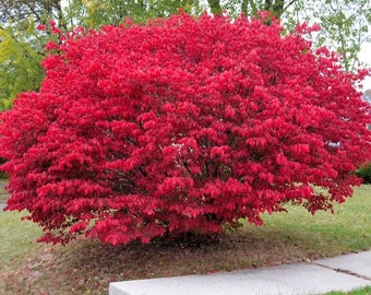 2 burning Bush Plants potted 8 + inches ready to plant living fence or border