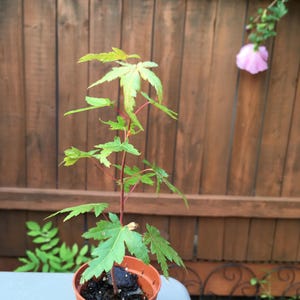 May include: A young Japanese maple sapling with vibrant green, palmate leaves and slender reddish stems, planted in a small, round, terracotta-colored plastic pot filled with dark potting soil, showcasing delicate foliage and a vertical growth habit.
