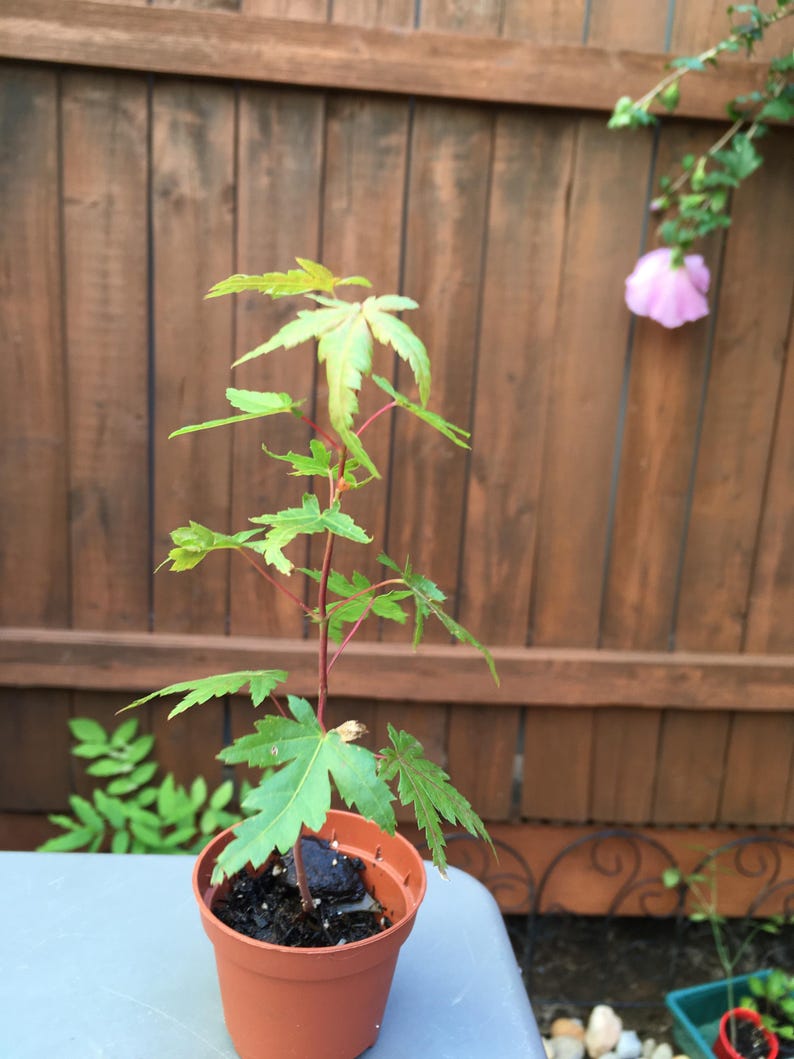May include: A young Japanese maple sapling with vibrant green, palmate leaves and slender reddish stems, planted in a small, round, terracotta-colored plastic pot filled with dark potting soil, showcasing delicate foliage and a vertical growth habit.