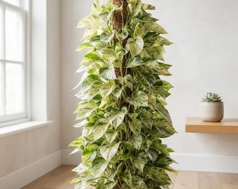10 Fresh Marble Queen Pothos Cuttings | Variegated Houseplant Starts (Unrooted)