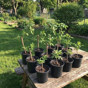 American Elderberry Live Plant – Sambucus Canadensis, Fully Rooted, 3-inch Plug