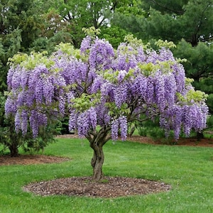 May include: A small tree with a twisted trunk and cascading clusters of purple flowers. The tree is surrounded by green grass and other trees in the background. The flowers are a vibrant purple color.