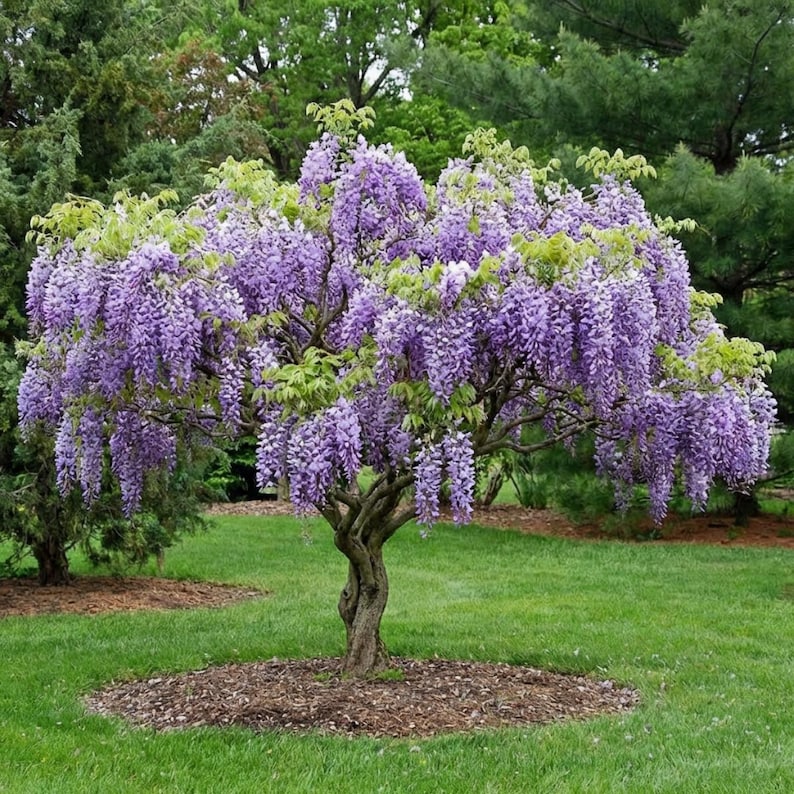 May include: A small tree with a twisted trunk and cascading clusters of purple flowers. The tree is surrounded by green grass and other trees in the background. The flowers are a vibrant purple color.