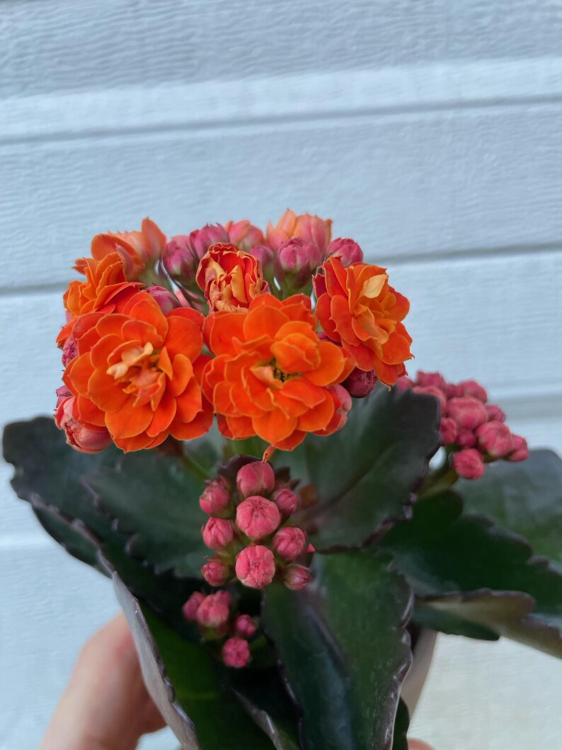 Kalanchoe Calandiva Live Plant Assorted Colors Red Orange Yellow