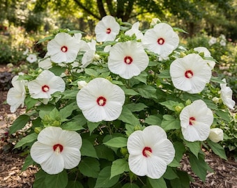 White Swamp Hibiscus Seeds Rose Mallow Perennial Flower Easy Pollinator Plant