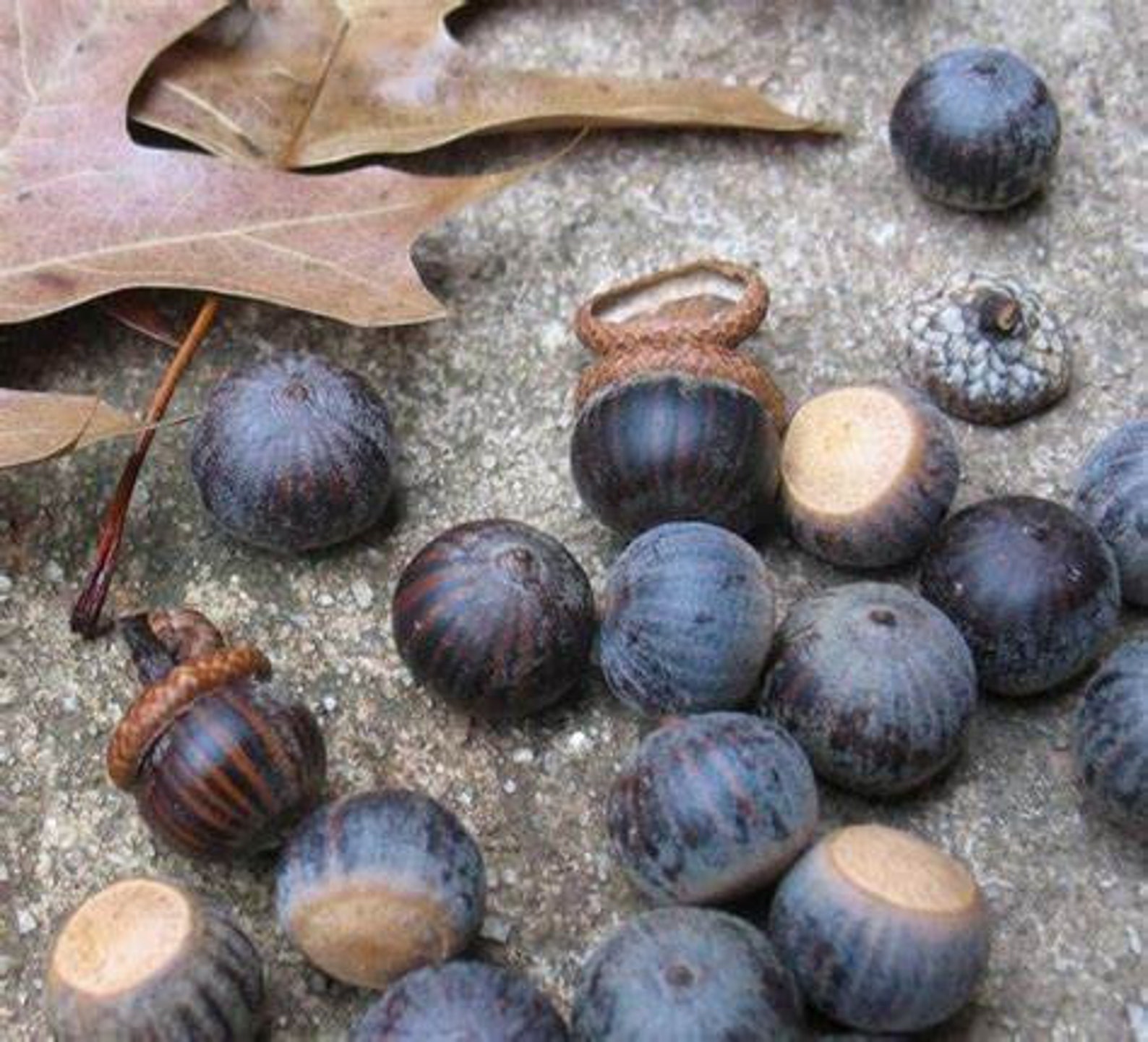 20 Pieces5 Lb Pin Oak Acorns Seeds for Planting Wild Live Feed Tested
