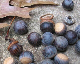 20 pieces-5 lb Pin Oak acorns seeds for planting| wild live feed| tested| Quercus palustris| pre-stratified| squirrels deer food| easy tree