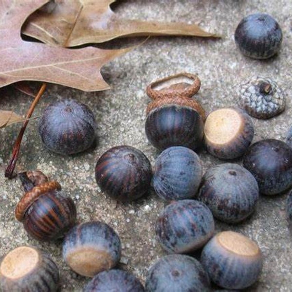 20 pieces-5 lb Pin Oak acorns seeds for planting| wild live feed| tested| Quercus palustris| pre-stratified| squirrels deer food| easy tree