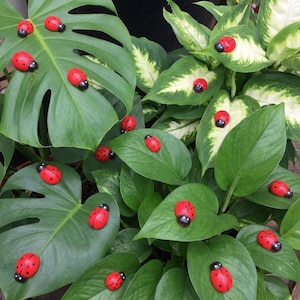 May include: A collection of red ladybug decorations with black spots and heads are scattered on the green leaves of a houseplant. The leaves are a mix of solid green and variegated green and white.