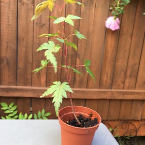 May include: A young Japanese maple sapling with slender red stems and light green, palmate leaves planted in a small, round, terracotta-colored plastic pot filled with dark potting soil. The plant has a vertical growth habit with multiple branches.