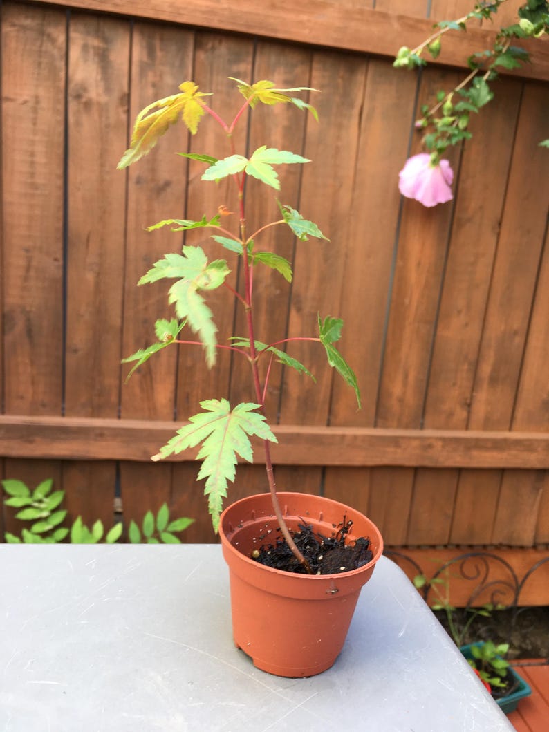 May include: A young Japanese maple sapling with slender red stems and light green, palmate leaves planted in a small, round, terracotta-colored plastic pot filled with dark potting soil. The plant has a vertical growth habit with multiple branches.