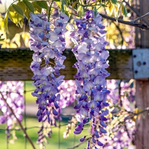 May include: Close-up of two cascading clusters of wisteria flowers. The flowers are a gradient of purple and lavender, with a few green leaves visible. The background is blurred, with hints of a wooden fence and sunlight.