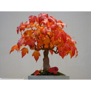 May include: A bonsai maple tree with vibrant red and orange leaves. The tree is planted in a rectangular gray pot with green moss at the base. The leaves are in full color, suggesting an autumn theme.