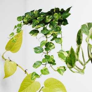 Neon Joy Pothos - Etsy