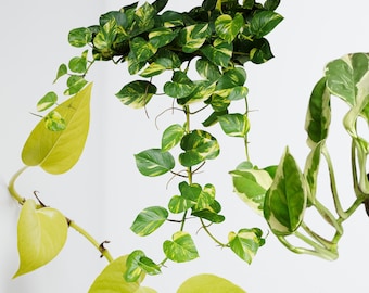 Pothos Cuttings Combo: Golden, Neon, N’Joy - Easy Rooting
