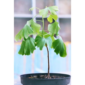 Ginkgo Biloba Starter Live Tree Stunning Fall Colors Maidenhair Tree Seed Grown Unsexed 6 - 2+ Feet Great for Bonsai