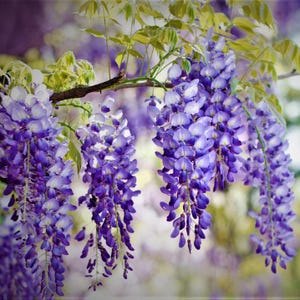 Purple Wisteria Live Plant: Fast-Growing Vine/Tree, Bonsai Ready (6''- 1 foot tall) potted image 6