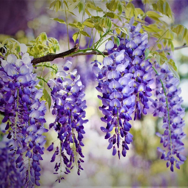 Purple Wisteria Live Plant: Fast-Growing Vine/Tree, Bonsai Ready (6''- 1 foot tall) potted image 6