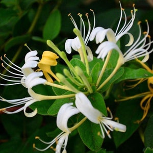 3 Honey Suckle roots freshly dug up | fragrant blooms | arching shrubs | twining vines |Lonicera | fast growing | Repeat Bloomer