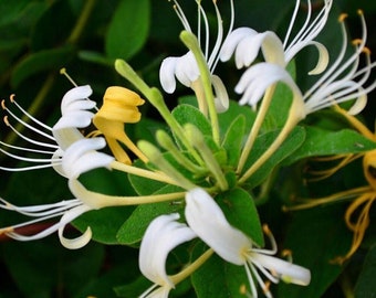 3 Honey Suckle roots freshly dug up | fragrant blooms | arching shrubs | twining vines |Lonicera | fast growing | Repeat Bloomer