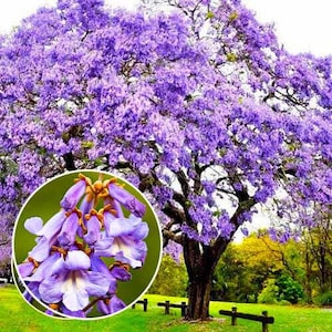 Paulownia tomentosa Empress Tree Princess Tree 300+ seeds stunning blooms fast growing