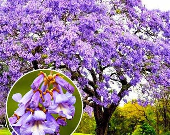 Paulownia tomentosa Empress Tree Princess Tree 300+ seeds stunning blooms fast growing