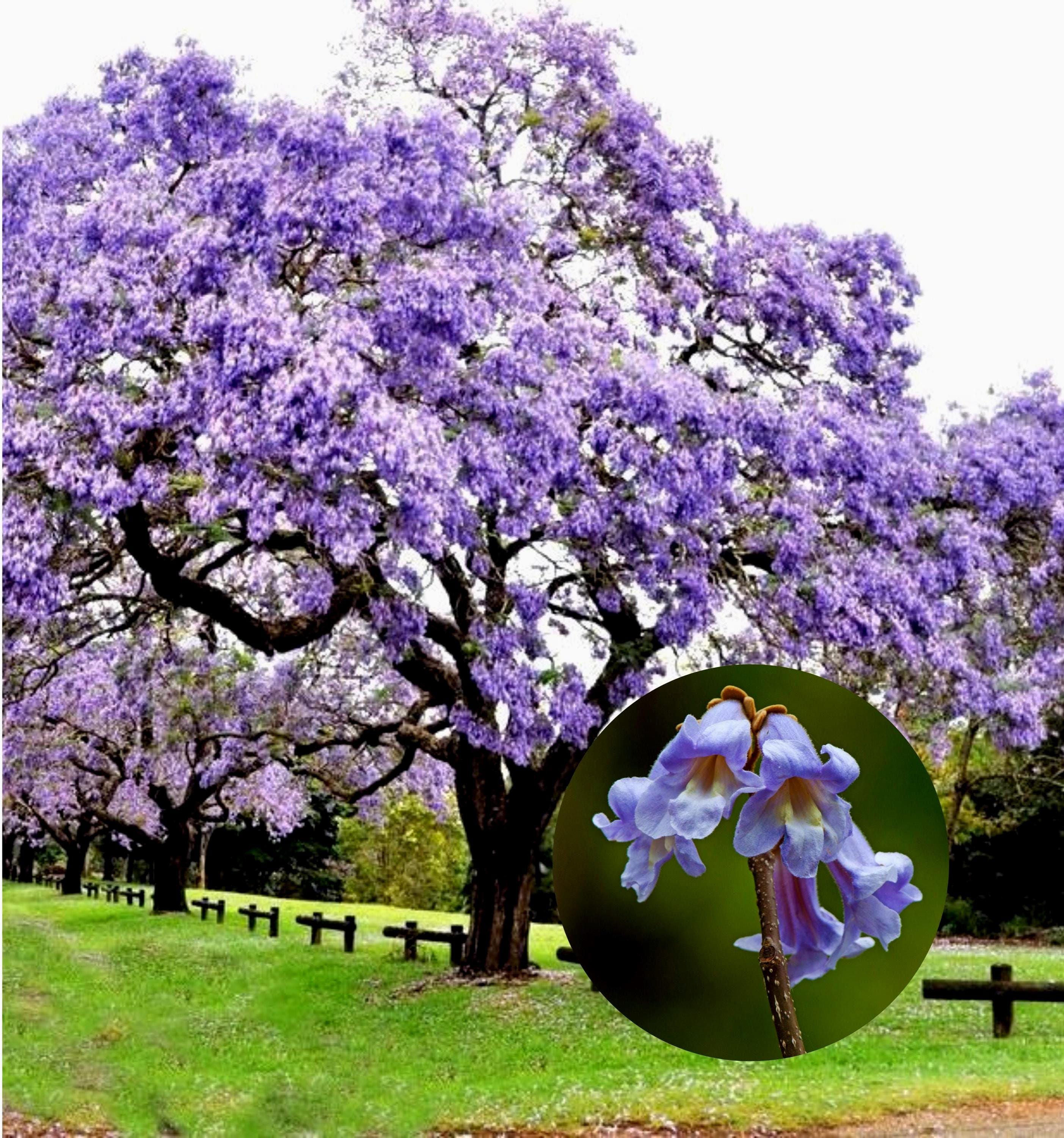 Empress Tree Seeds: Paulownia Tomentosa, Vanilla Scented Blooms (300+ Seeds)